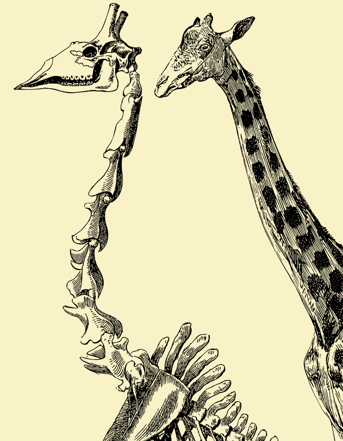 vertebras