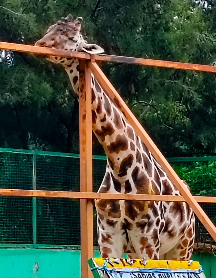 Jirafa
