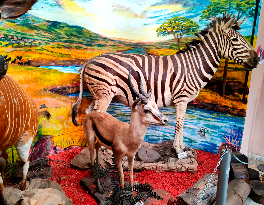 piezas de exhibicion