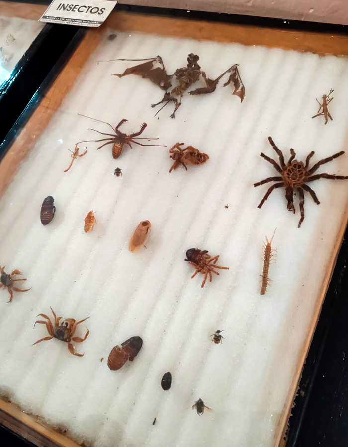 insectos