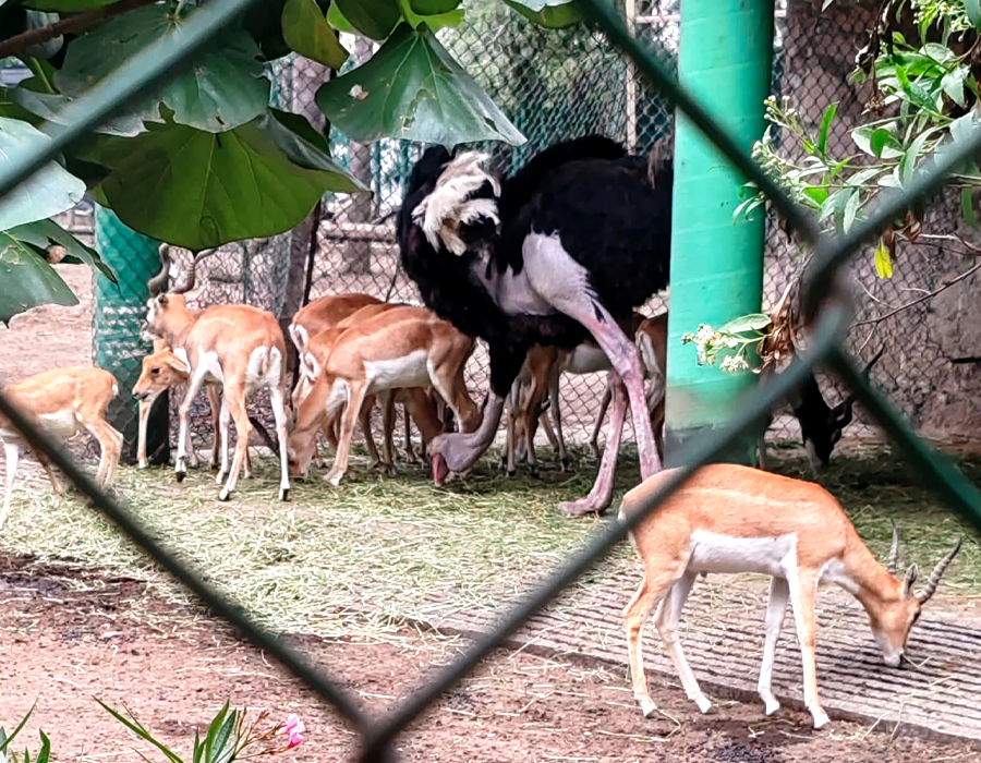 Antilopes