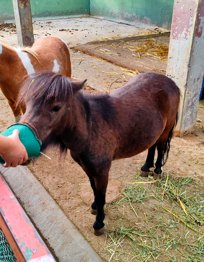 poni