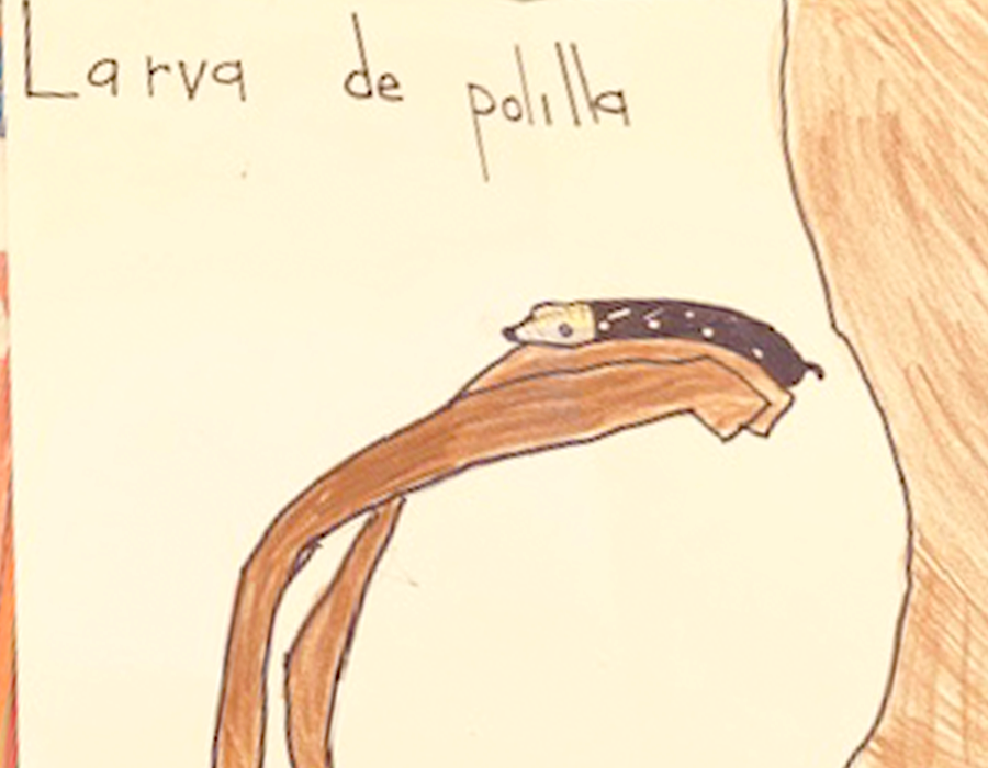 larva