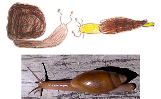 Caracol