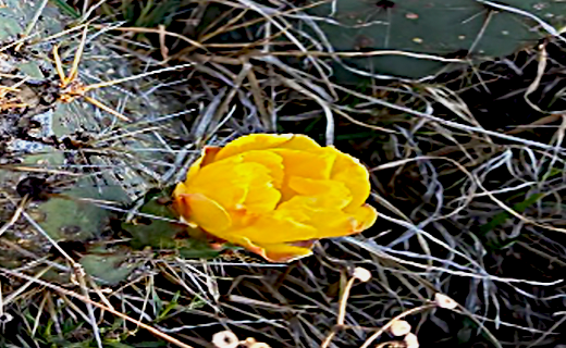 Flores