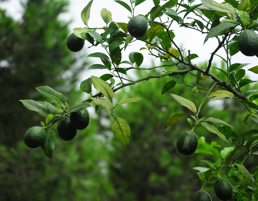 limon