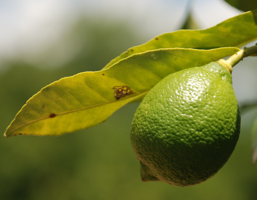 limon