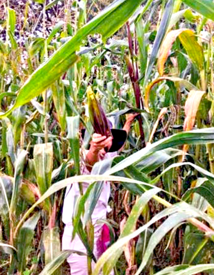 milpa