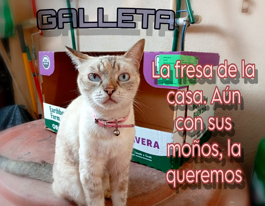 Galleta