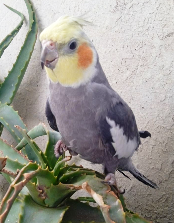 pamfilo_1