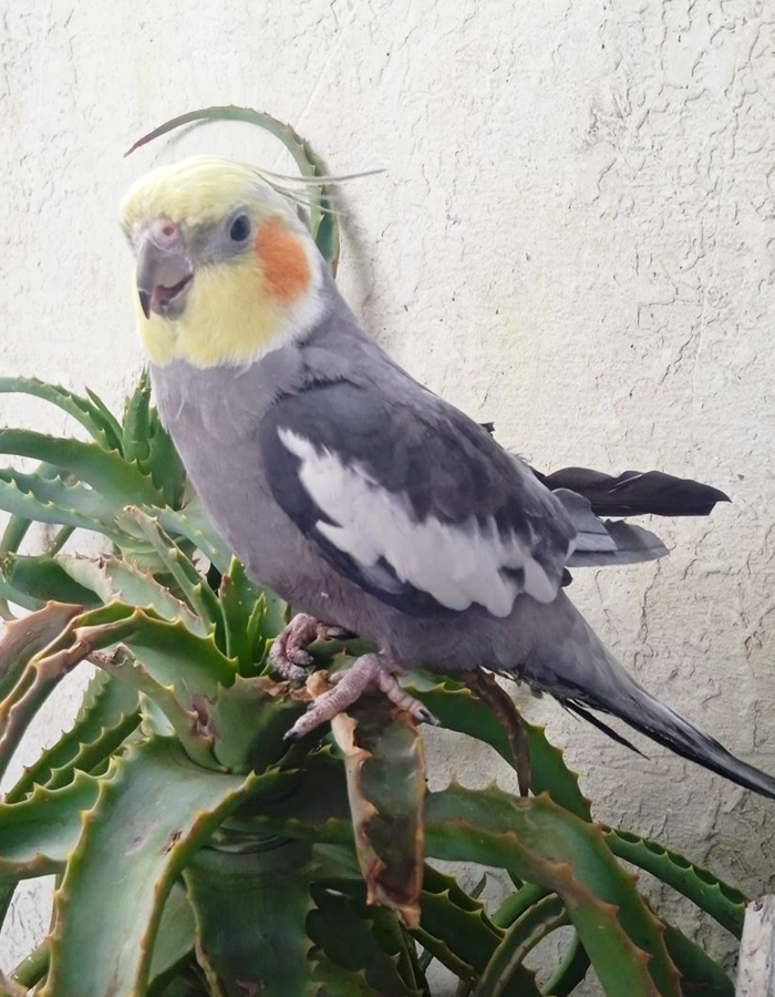 pamfilo_3
