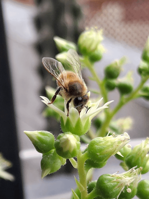 gif de abejas