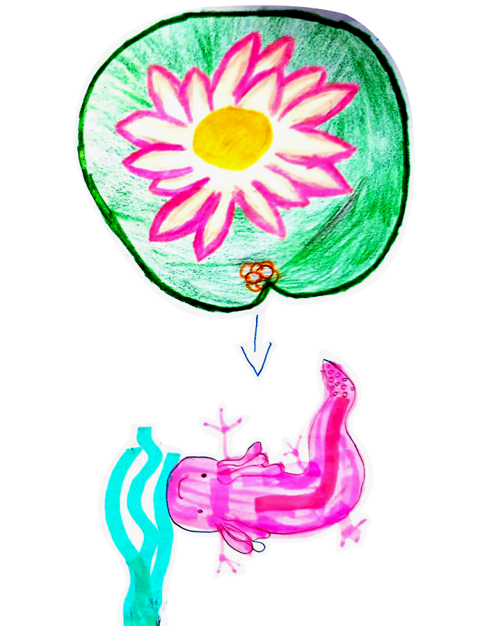 ajolote dibujo