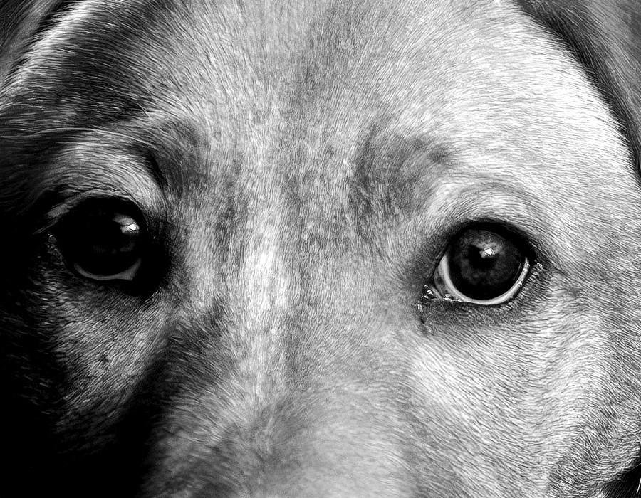 perro