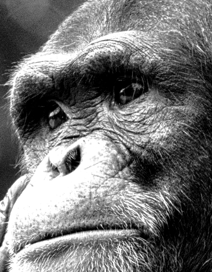 chimpance