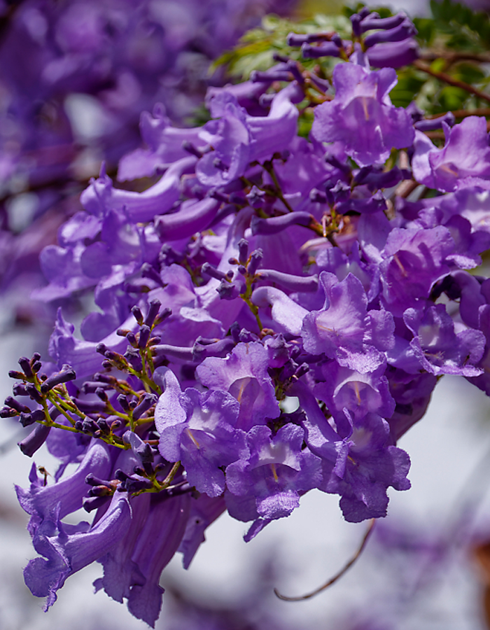 Jacaranda