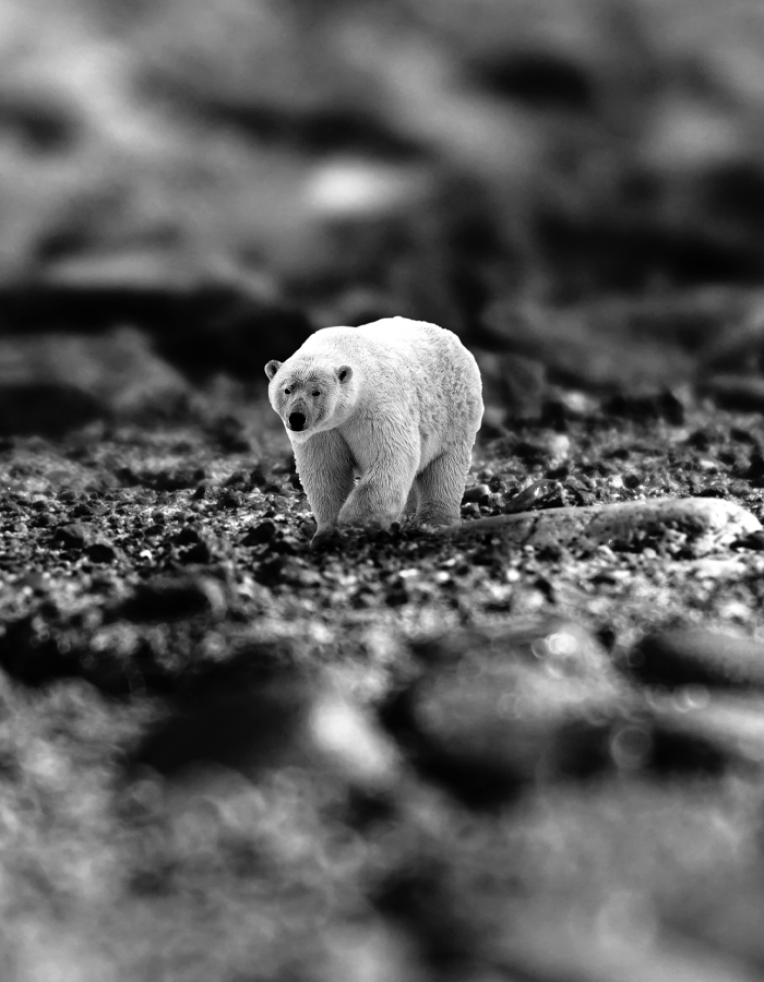 Oso polar
