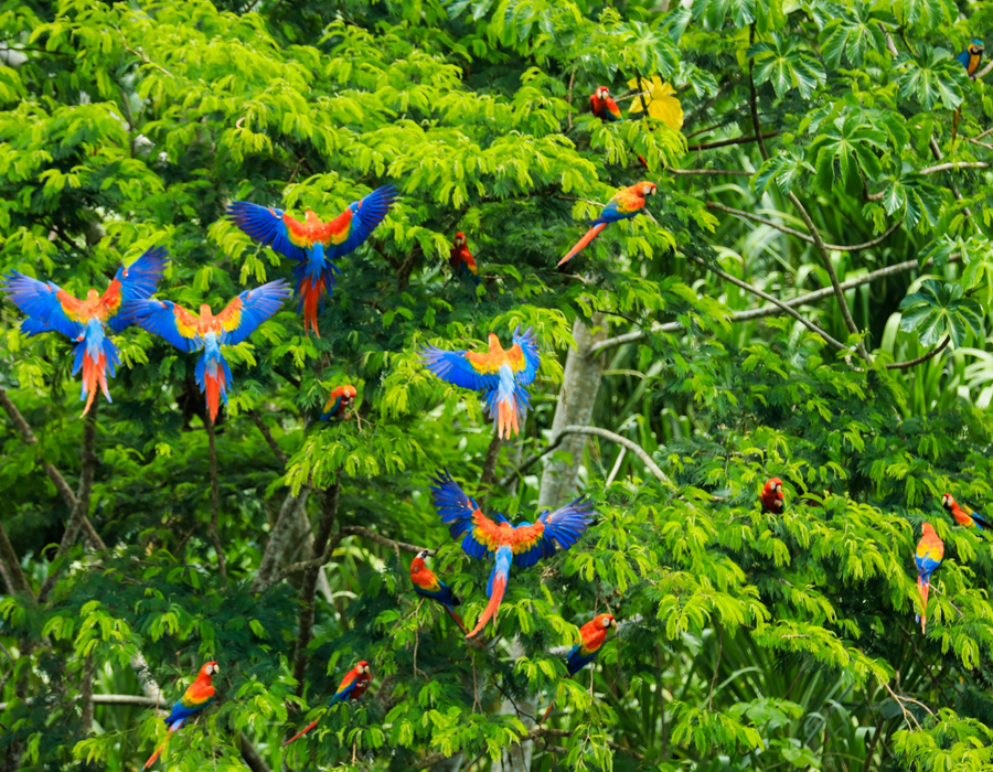 Selva amazonica