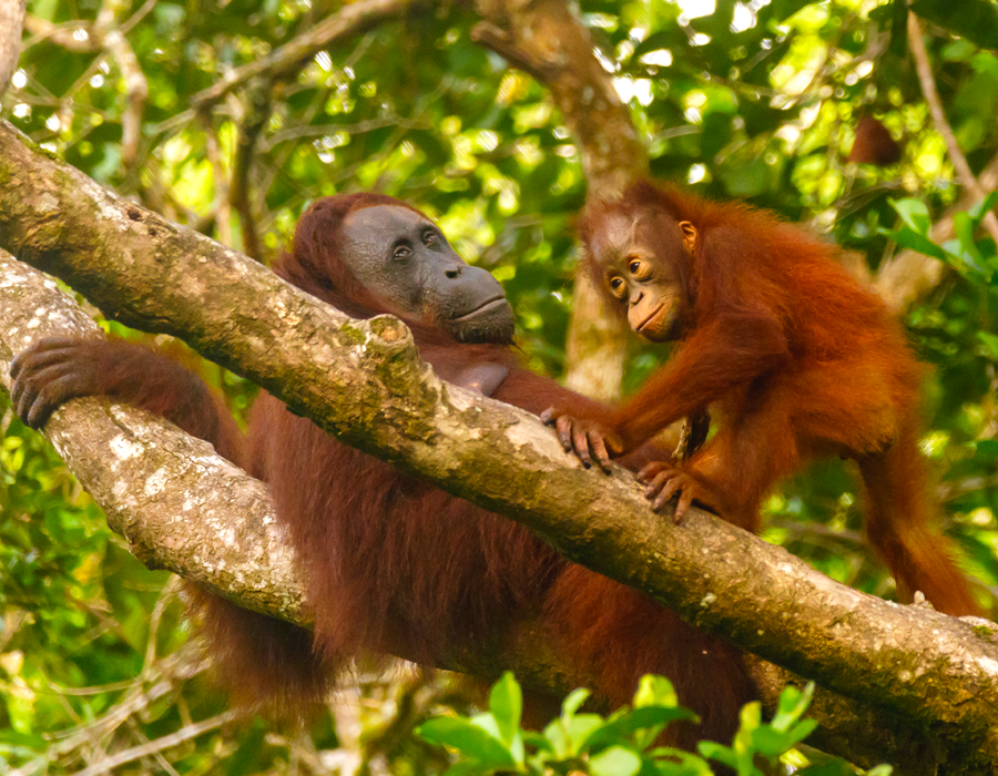 Orangutanes