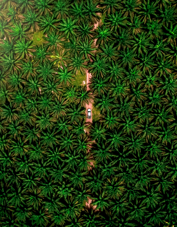 Camino de palma