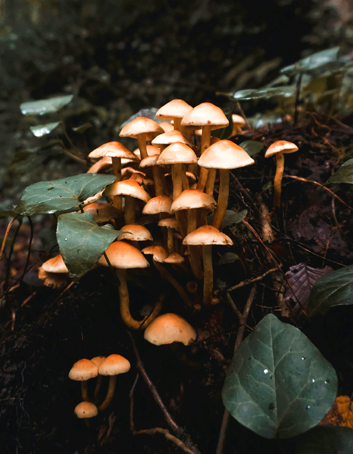 Hongos