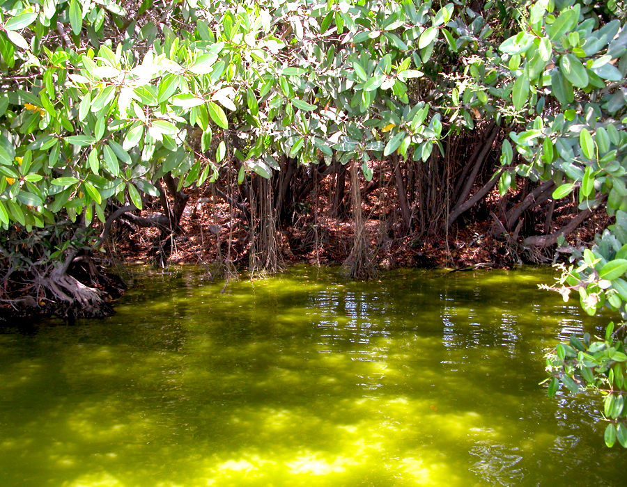 Manglar