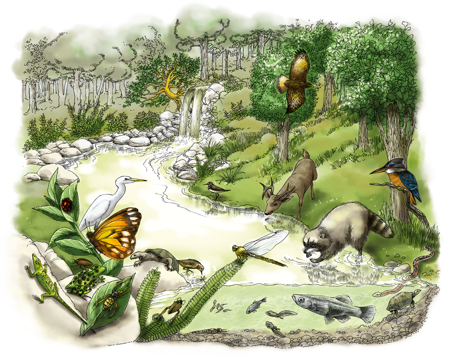 Fauna