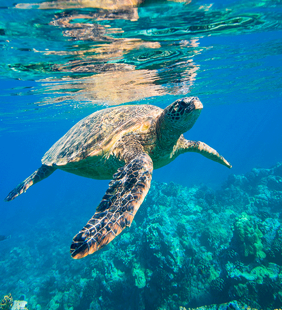 Animales marinos