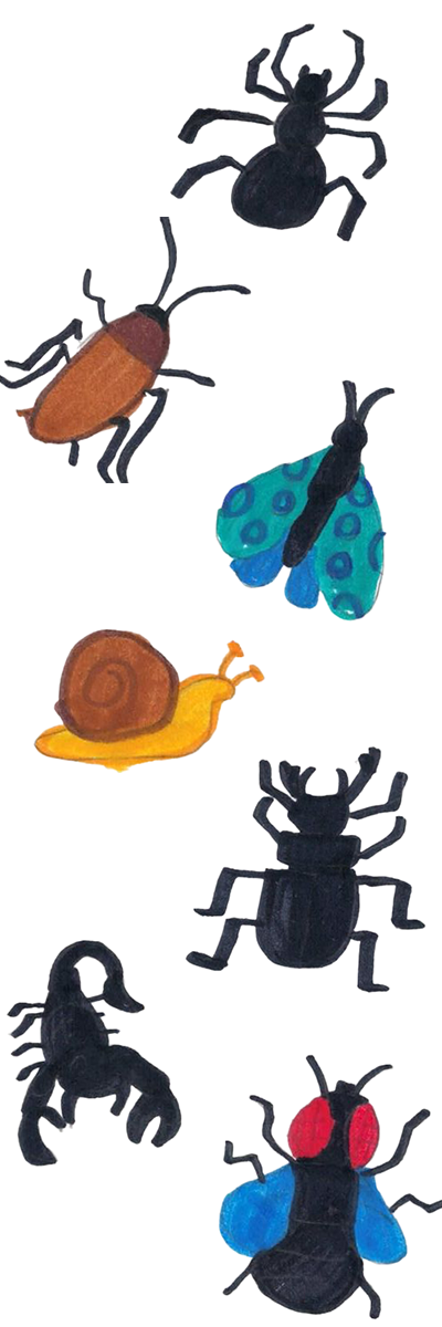 Insecto ilustrado 2