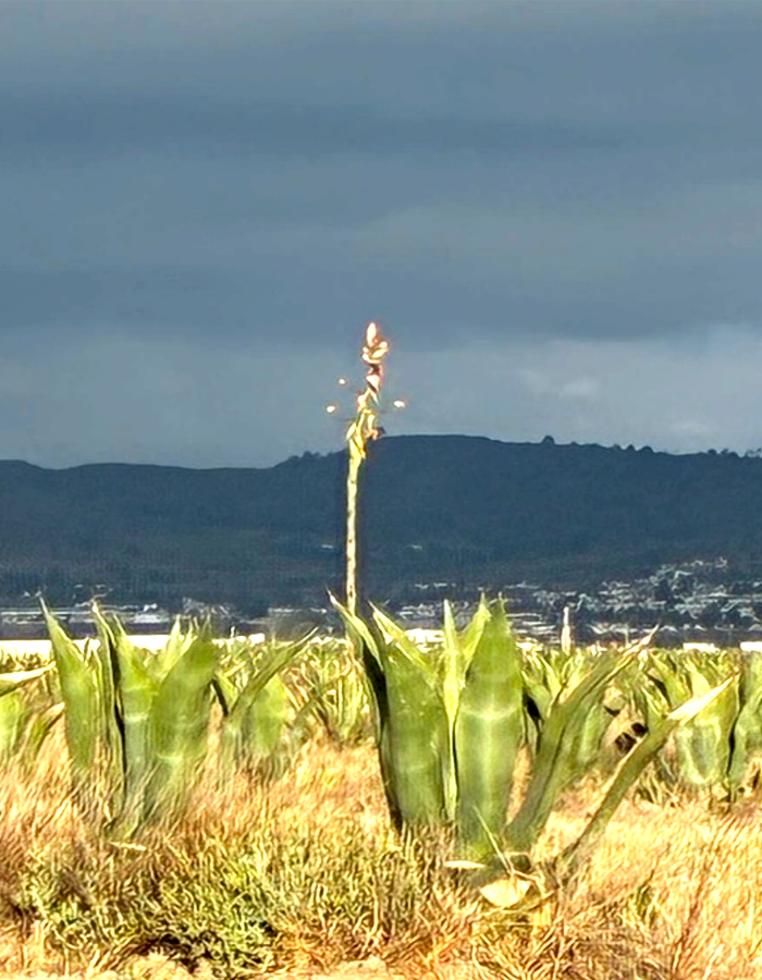 Paisaje maguey