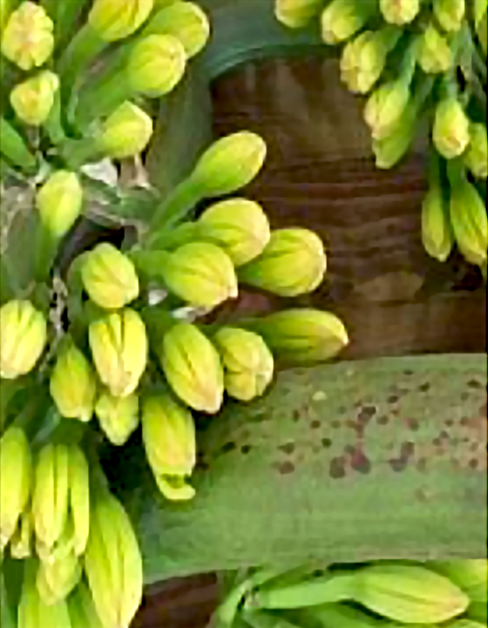 Flor Maguey