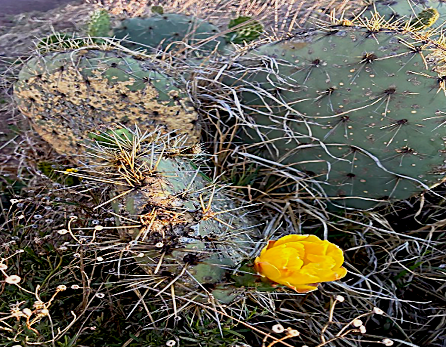 Flor de nopal