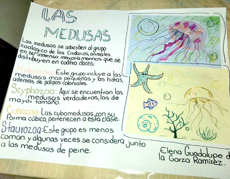 Dibujomedusas