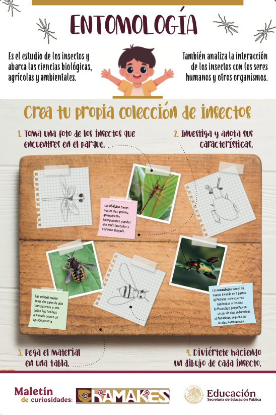 Ilustración entomología